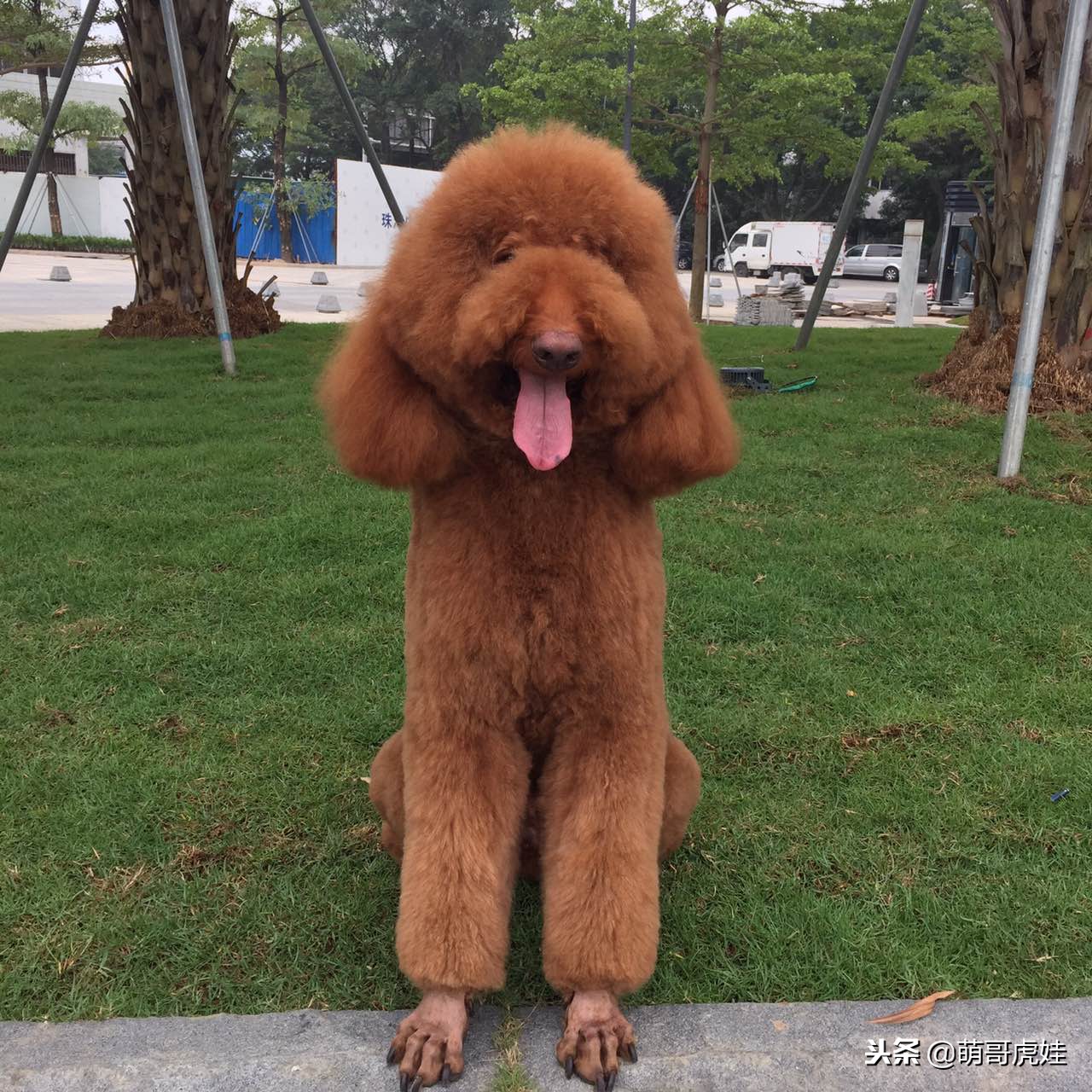 巨型贵宾如何剃毛,贵宾造型和泰迪造型