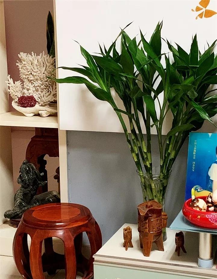 刚到家的花很好没多久就黄叶,买回来的花很快就蔫的原因