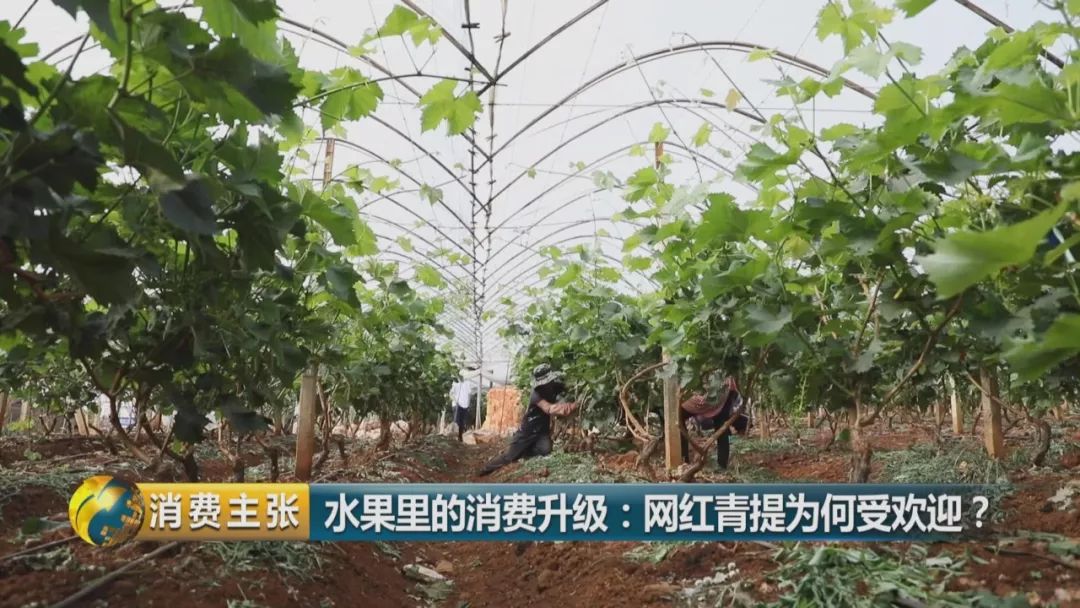 阳光玫瑰葡萄水果中爱马仕,阳光玫瑰葡萄有多贵