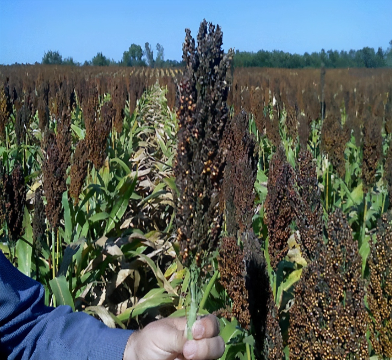 火腿发霉为什么还卖,火腿外面发霉里面为什么可以吃