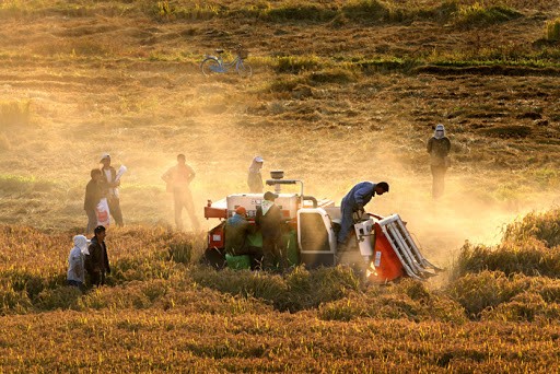 为什么农民自留的种子不高产,种子公司的种子可以自留种么