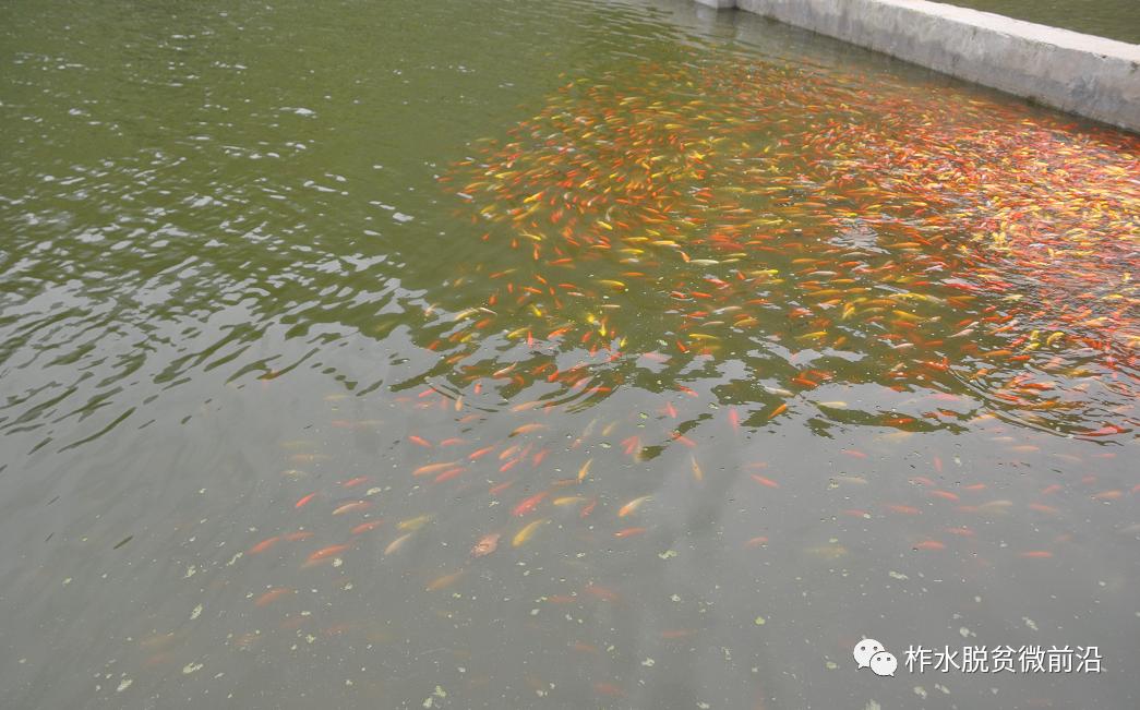 温暖万家灯火共赴小康之约,柞水脱贫攻坚