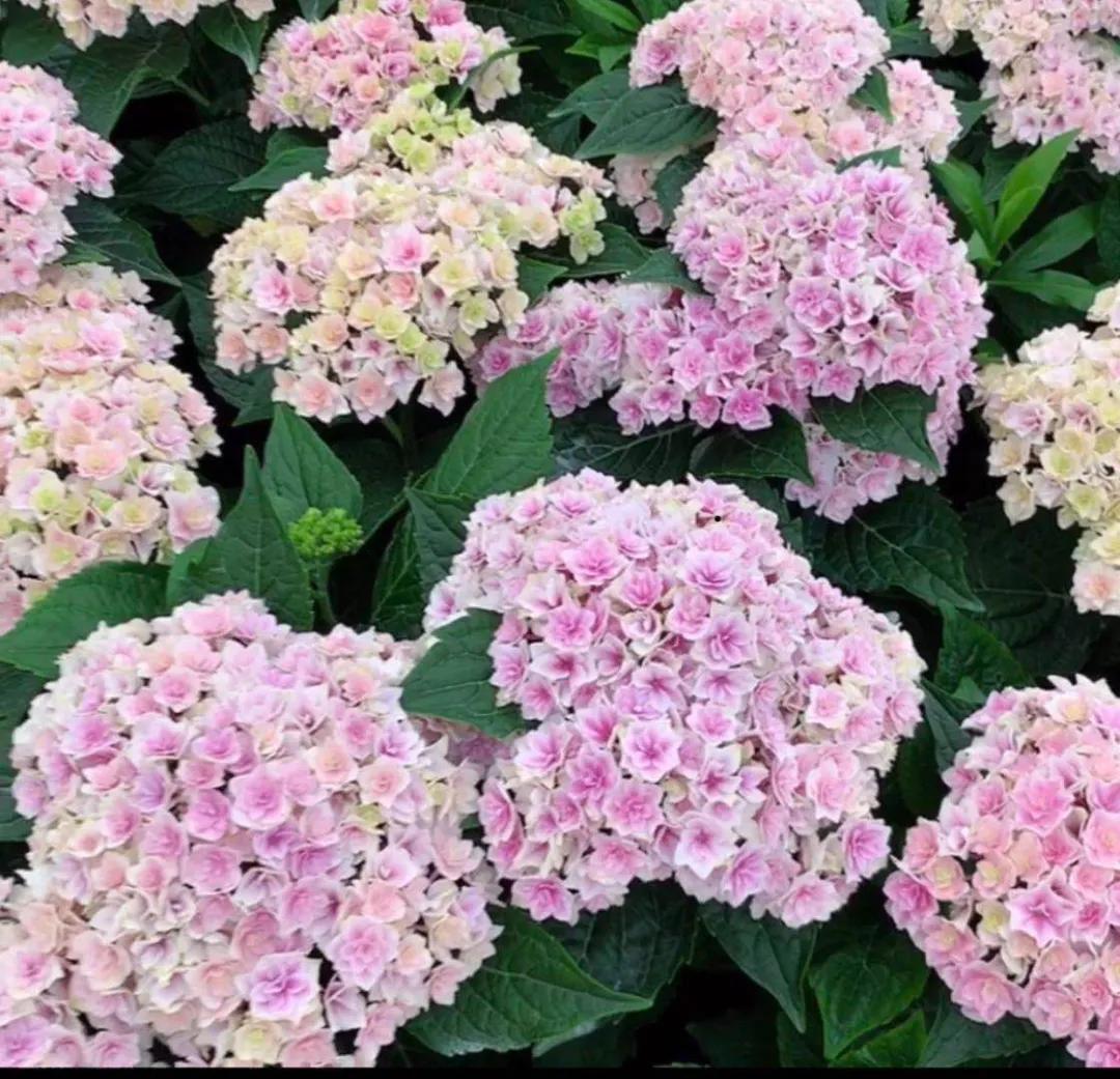 春季绣球叶子发皱怎么回事,夏季绣球老叶子都干枯怎么处理