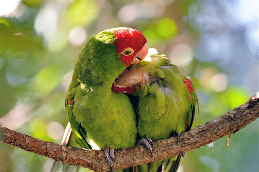非洲鹦鹉住进仙人掌？从宠物变野生种群，占领一座城市