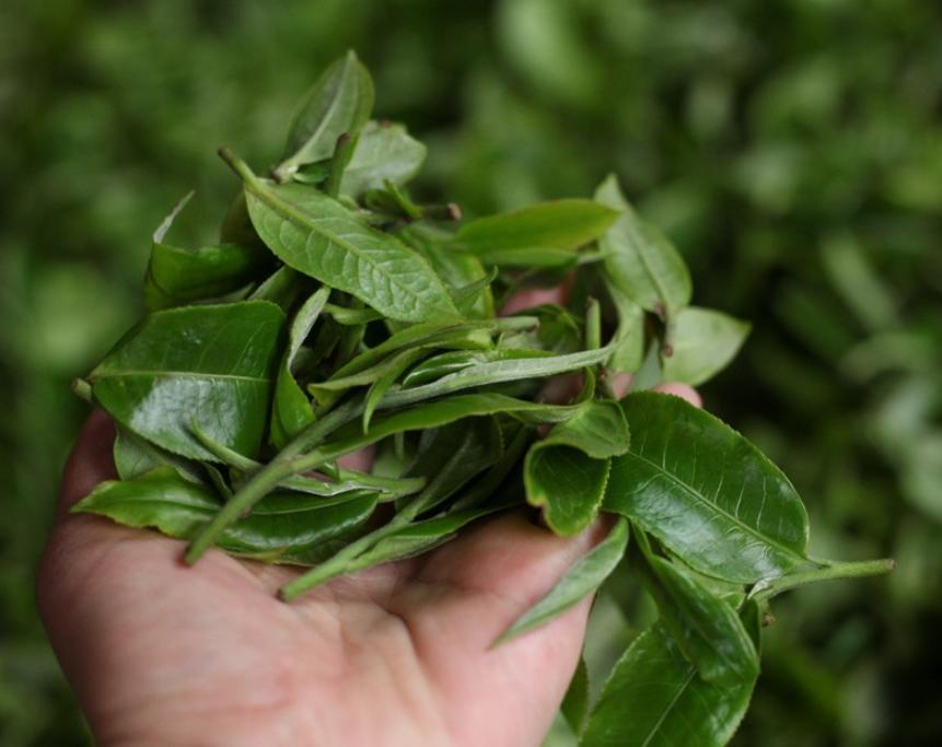 临沧岔箐古树普洱茶特点,梅子箐大树普洱茶的特点