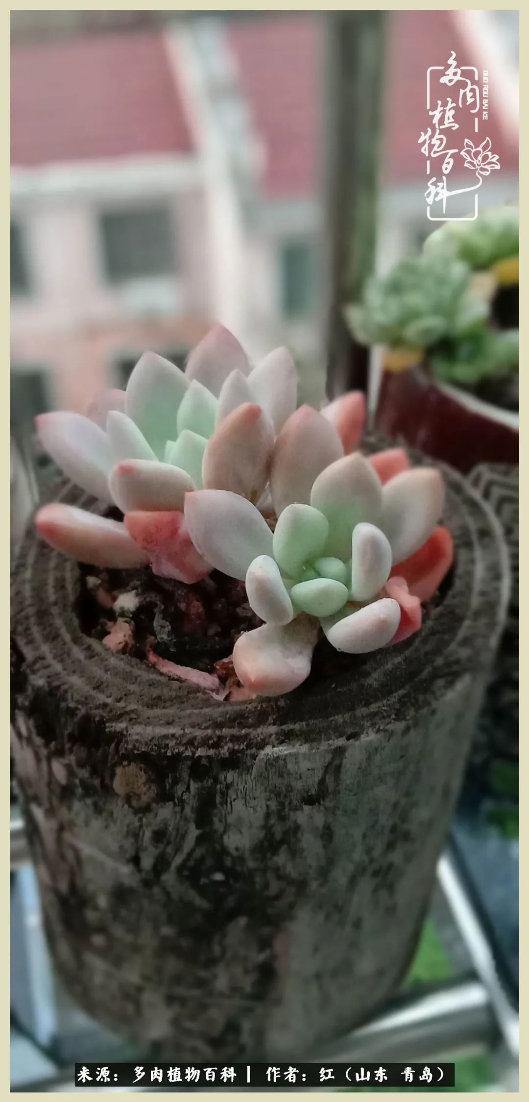 度夏多肉秋天发根,度夏坚强活下来的肉肉们