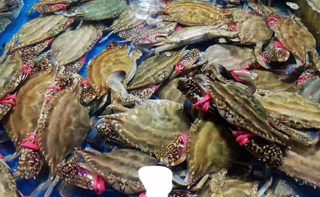 威海海鲜海肠,威海的海鲜有哪些品种