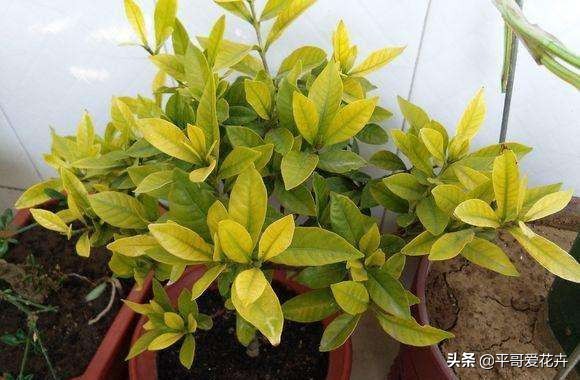 栀子花黄叶的原因及解决办法,栀子花叶片少叶子边缘发黄怎么办
