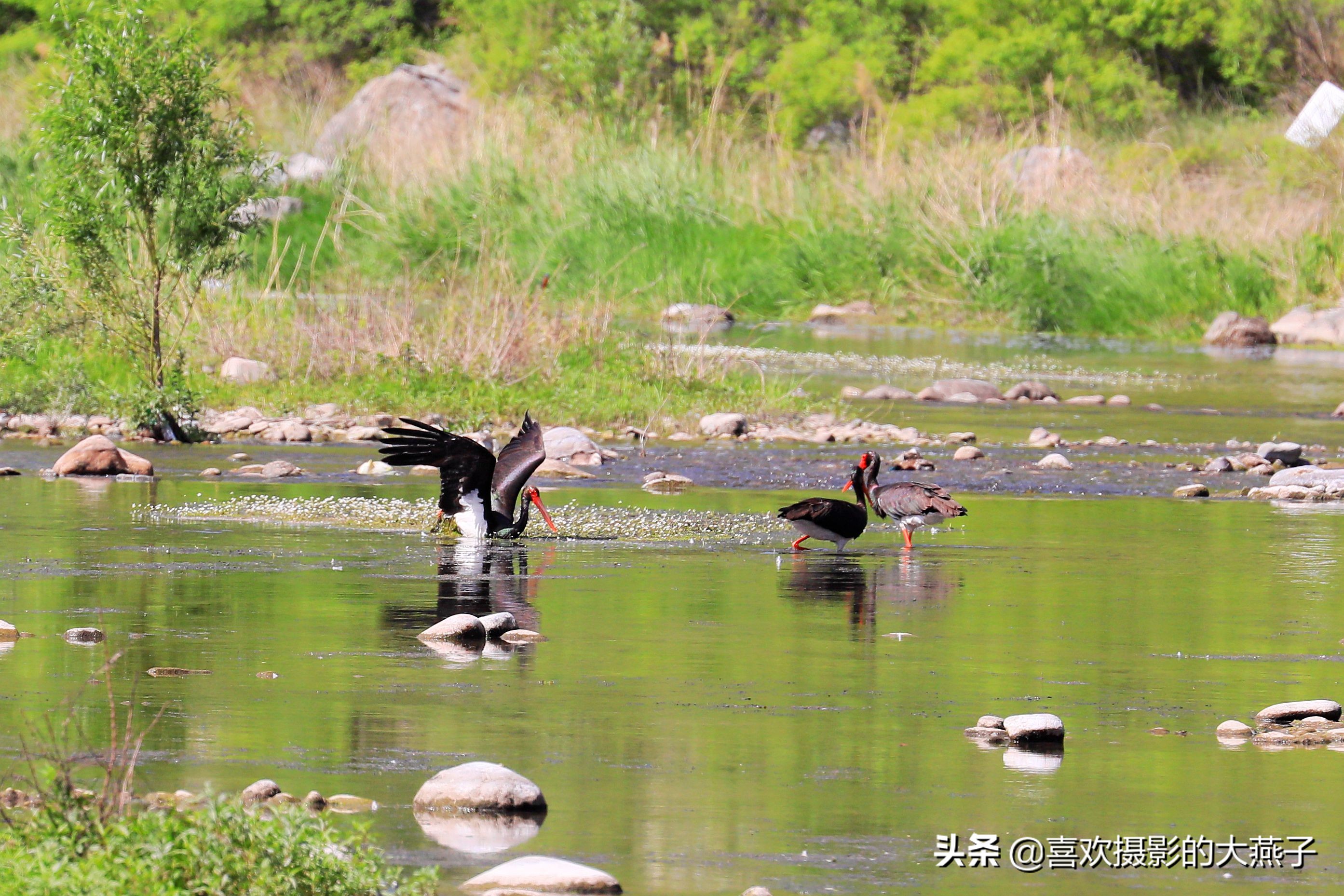 慕名前往十渡黑鹳之乡小有收获