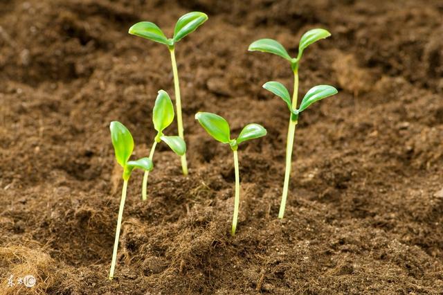 西红柿移栽后秧苗不长叶片萎蔫,西红柿移栽后叶子不伸展