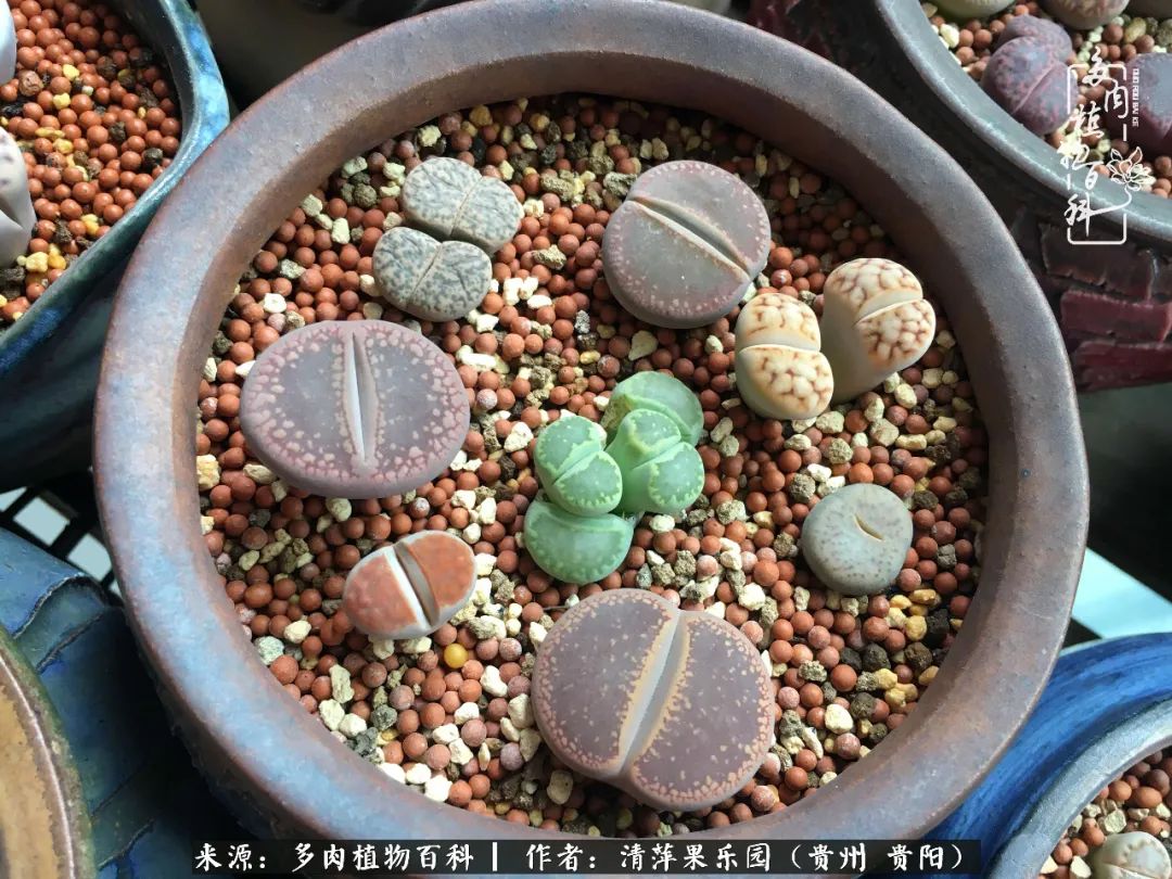 生石花庭院,晶莹剔透的生石花