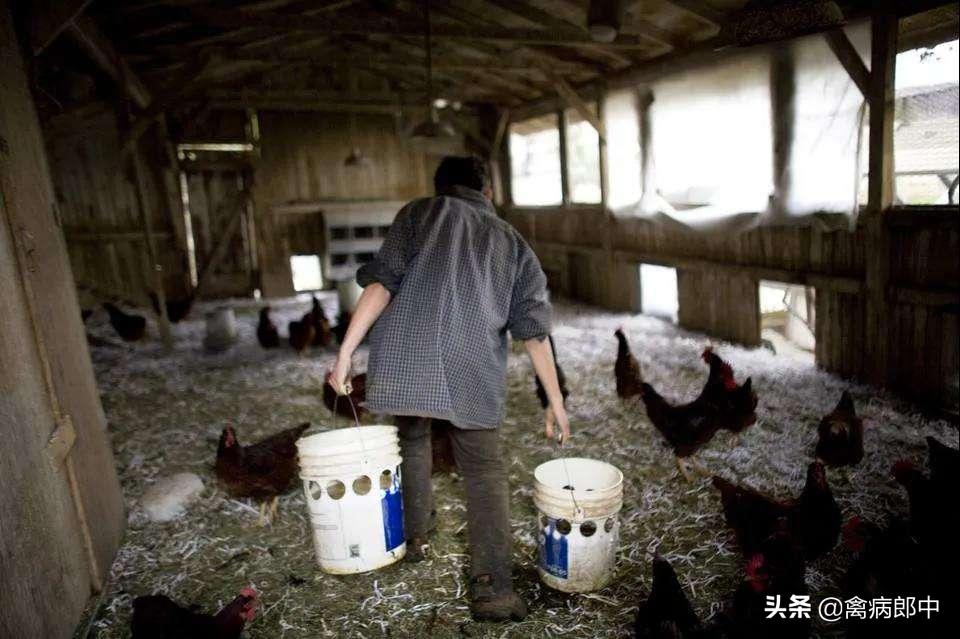 鸡呼吸啰音、甩头、咳嗽，久病不愈！怎么根治？看这里全都明白了