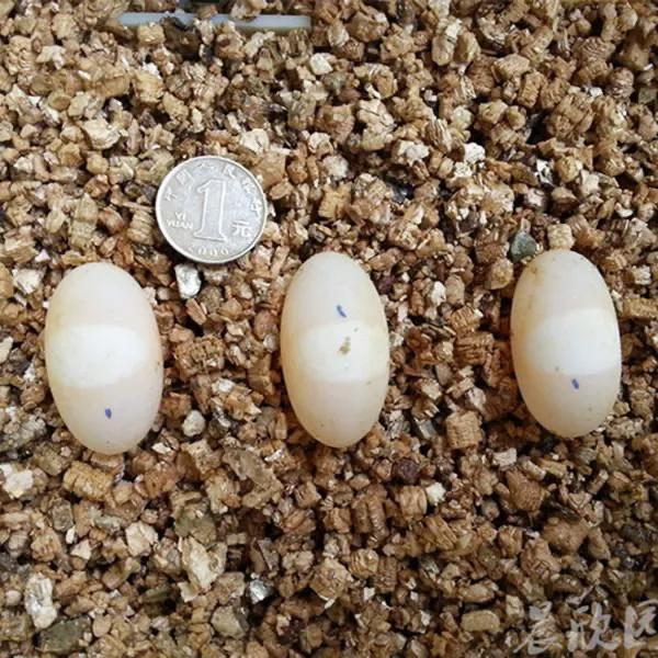 黄缘龟蛋孵化多久才能出来,金钱龟龟蛋孵化全过程