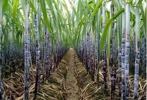 支气管炎克星治咳嗽,润肺止咳支气管炎的中药