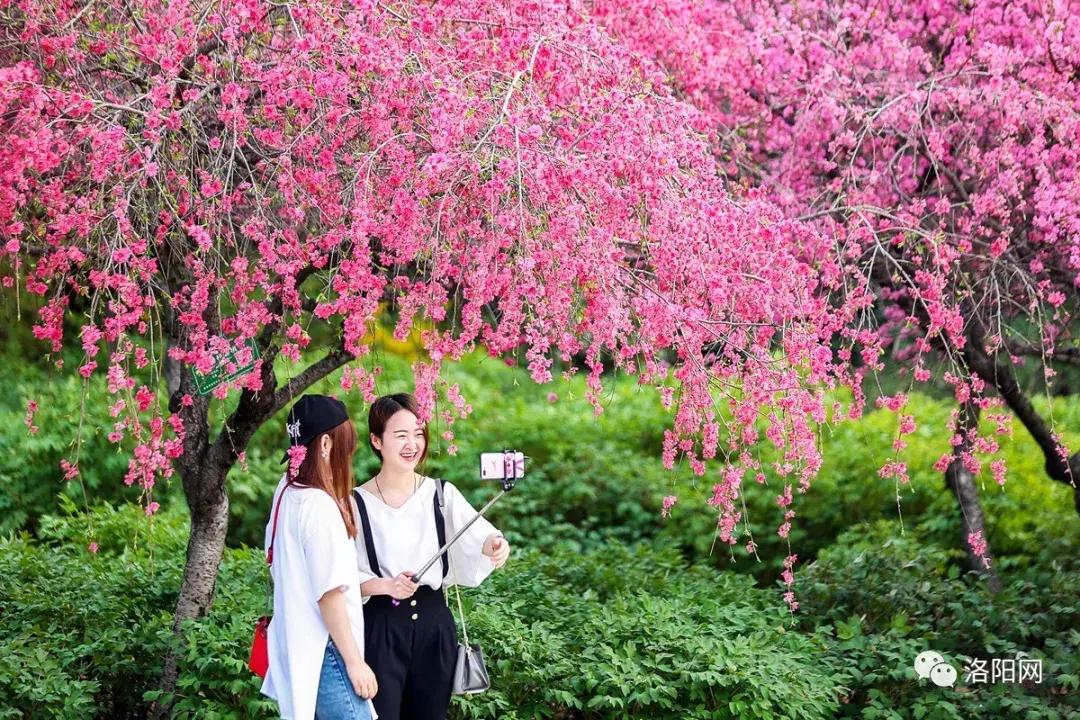 洛阳向全球推介,洛阳向世界发出邀请