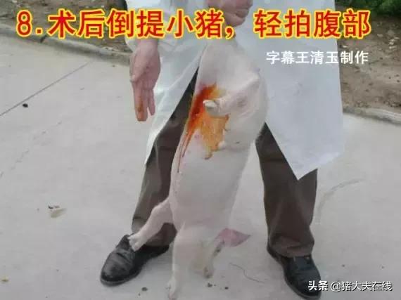 小母猪去势步骤照片和文字详解