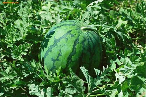 各种蔬菜水果祖先的样子,各种蔬菜祖先