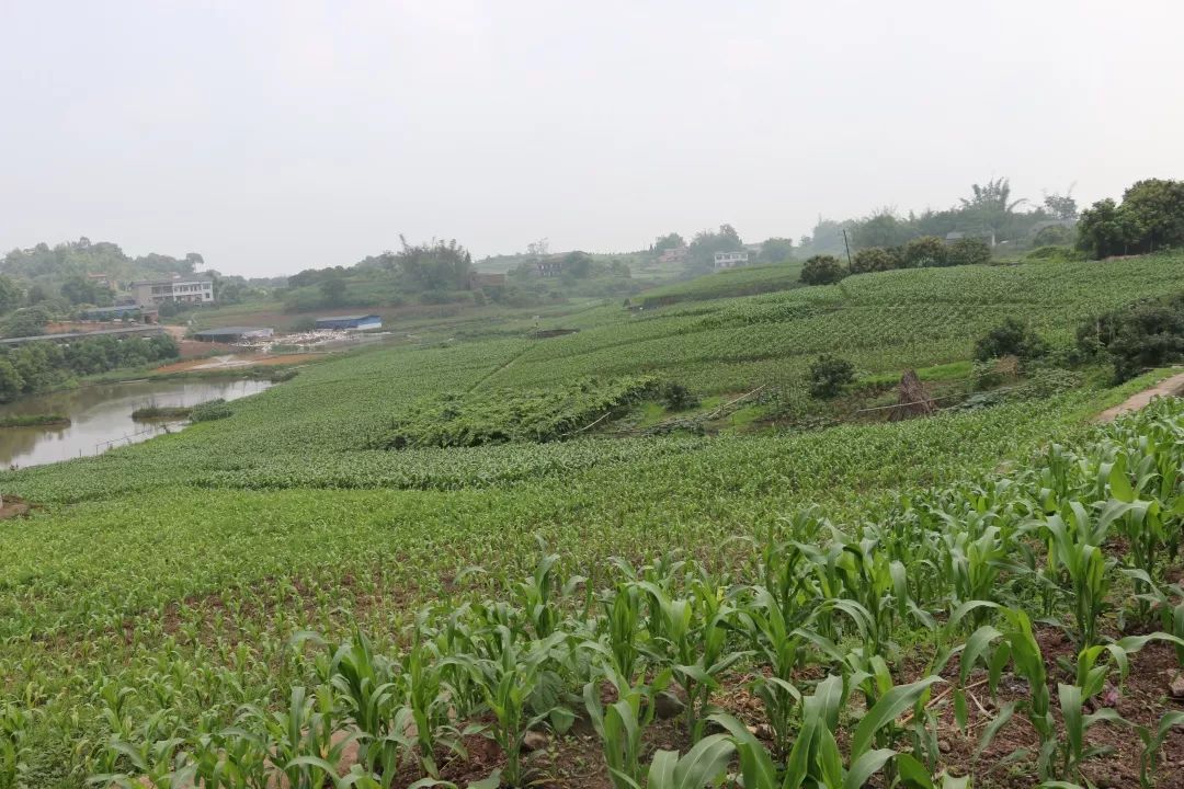 泸州老窖有机高粱种植基地,泸州老窖高粱种植基地