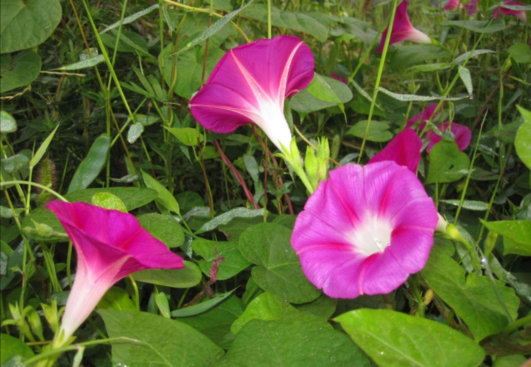 农村开满鲜花的小院图片,庭院墙上的喇叭花