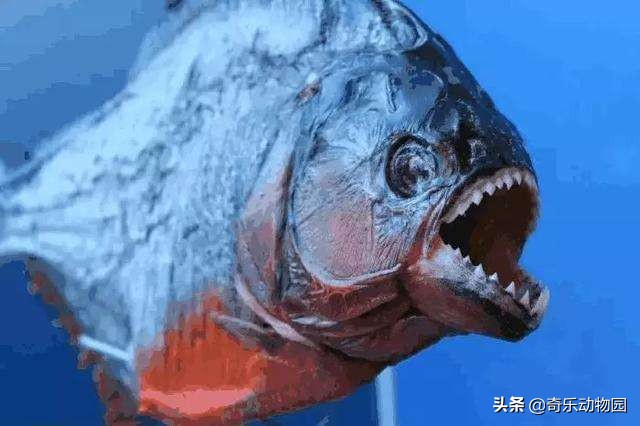 热带雨林亚马逊河食人鱼,亚马逊河的食人鱼吃人吗