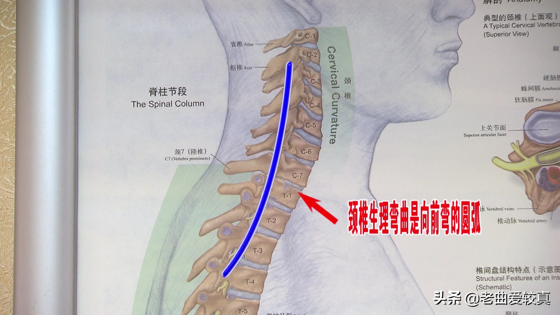 枕酒瓶子治颈椎,枕艾草可以治疗颈椎病吗
