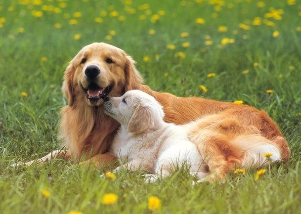 狗狗上火拉不出便便怎么办,狗狗上火眼睛红最快解决方法