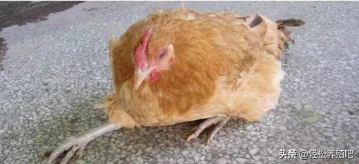 鸡突然瘫痪是什么原因,鸡瘫痪站不起来的原因