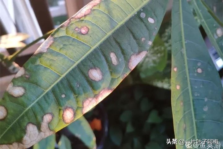 5个植物最招财,能开花又好养的植物又有寓意