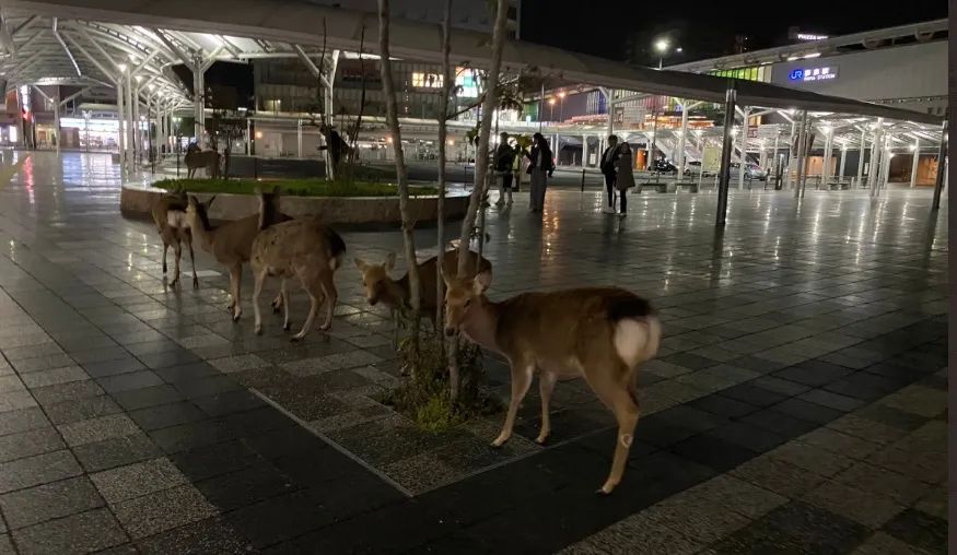 少了中国游客，整个生态圈都乱了