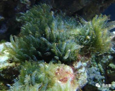 海缸里的绿藻褐藻如何打理,海缸爆藻后怎么除藻