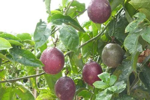 实地探秘：真稀罕，咱济南的大棚里长出成片热带水果？