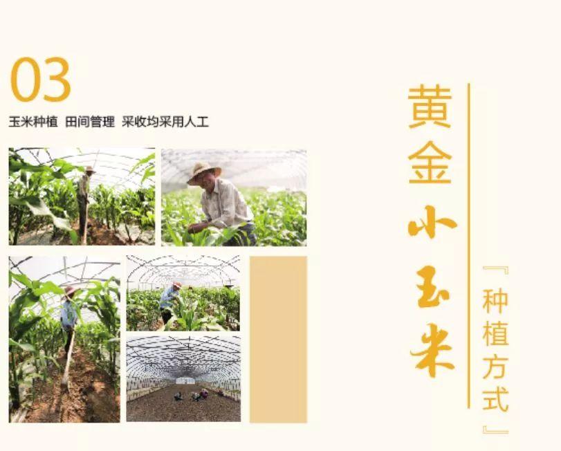 童颜小玉米做法,小玉米甜糯低脂