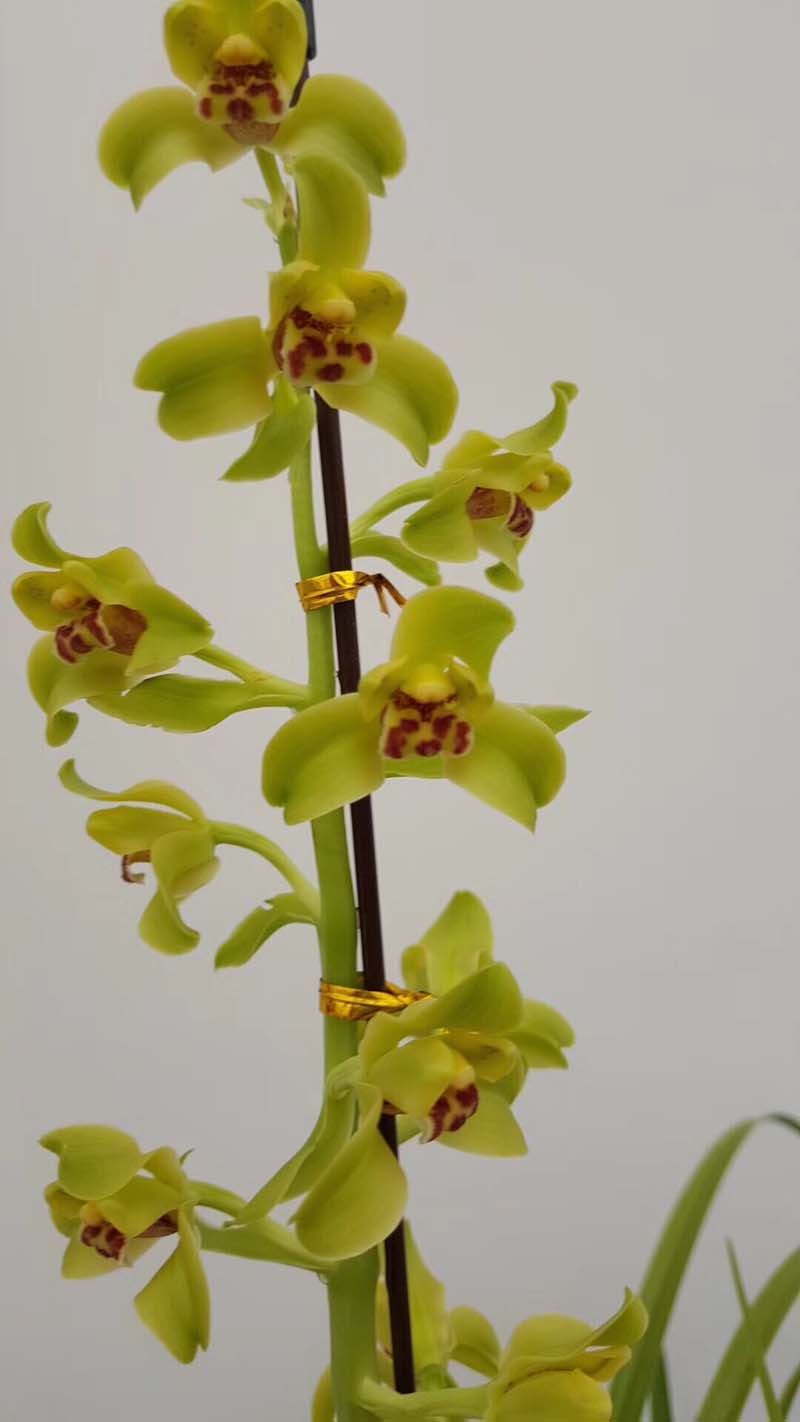 如何提高蕙兰发芽率,怎样提高兰草的发芽率