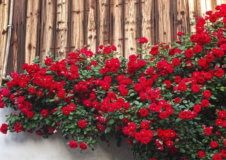 红红火火月季花图片,月季花红色有哪些品种好看