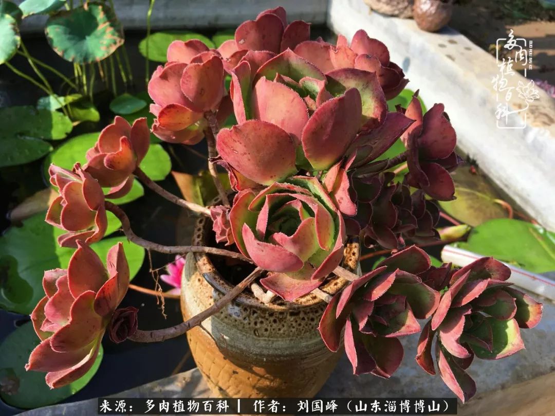 多肉安全度夏技巧,多肉如何度夏教学