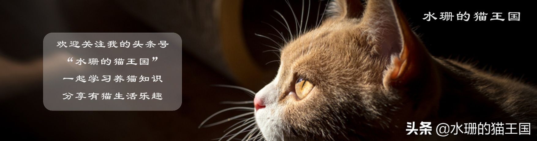 猫咪误吞骨头怎么治疗,猫咪误食异物怎么办小妙招