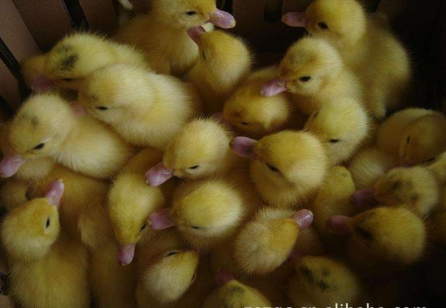 鸭子的成活率一般达多少,养殖鸭子防病措施技巧