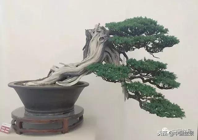 盆景不具有收藏价值,盆景不能有功利心