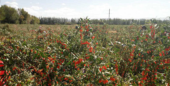 枸杞种植栽培技术视频,枸杞种植栽培技术