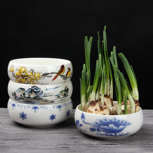 水仙花种球小能开花吗,水仙花种球如何种植开花快