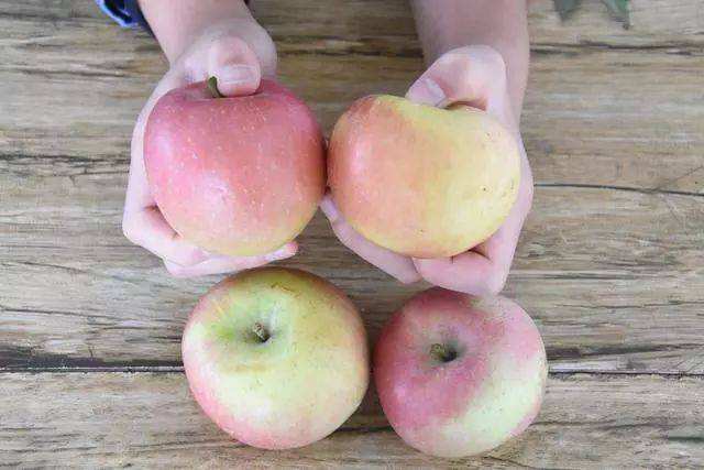 为什么刚摘的苹果没那么甜,为什么苹果看起来好的吃起来烂的