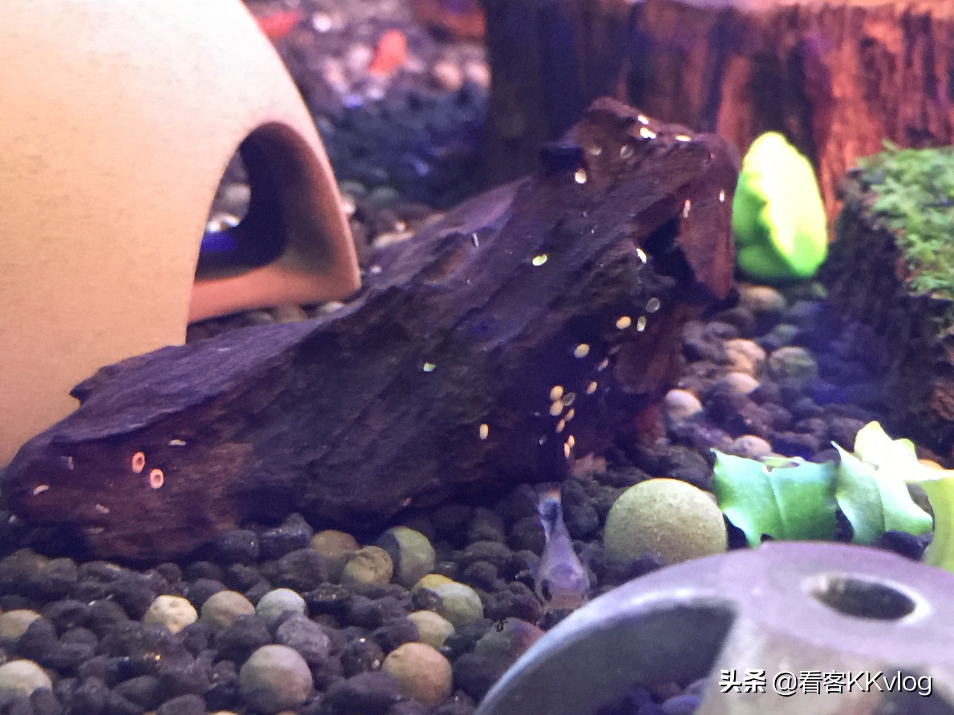 缸壁除藻能力最强的螺排名,哪种螺除藻效果好不乱繁殖