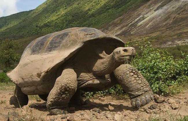 乌龟详细科普,常见乌龟的种类图画