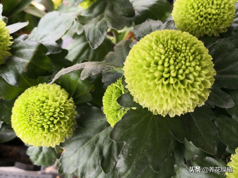 菊花开过花之后怎么修剪,盆栽菊花怎样修剪及修剪时间