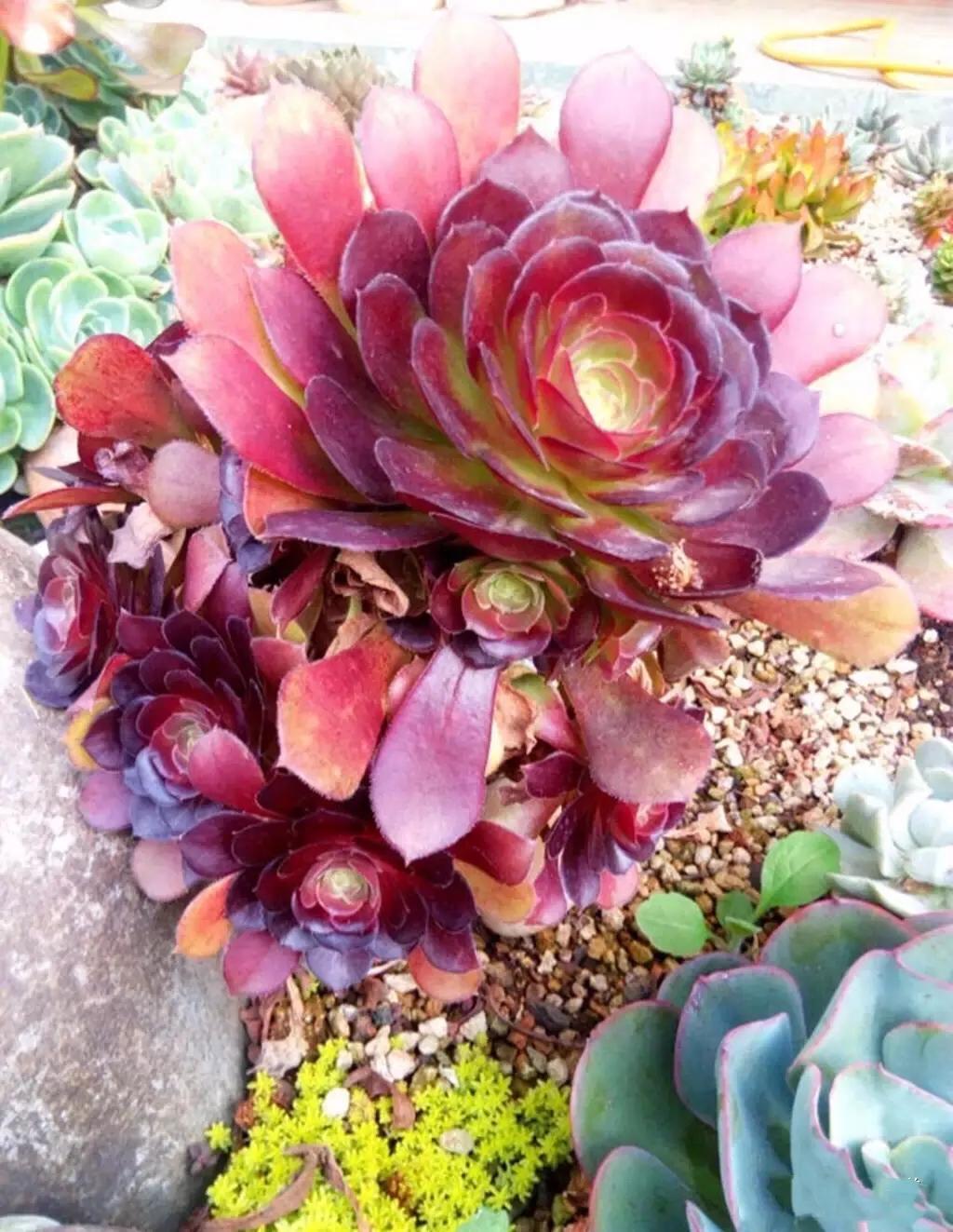 多肉法师韶羞现在能摘心吗,多肉法师欧紫跟韶羞的对比图