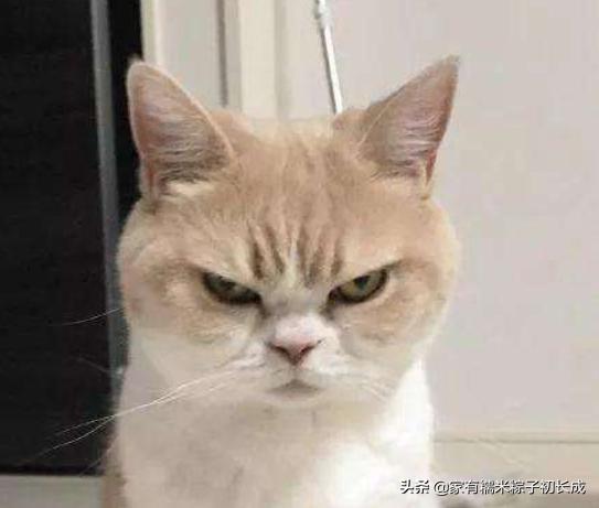 猫咪乱尿的原因和解决方法,猫咪乱尿的解决方法