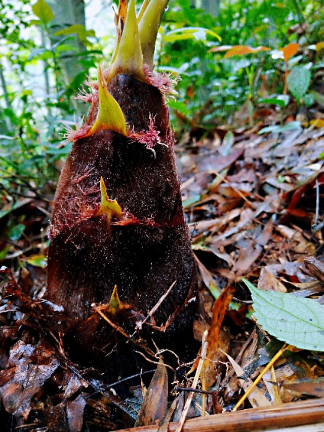 蓝竹笋要怎么做才好吃,蓝竹笋怎么做好吃又简单家常
