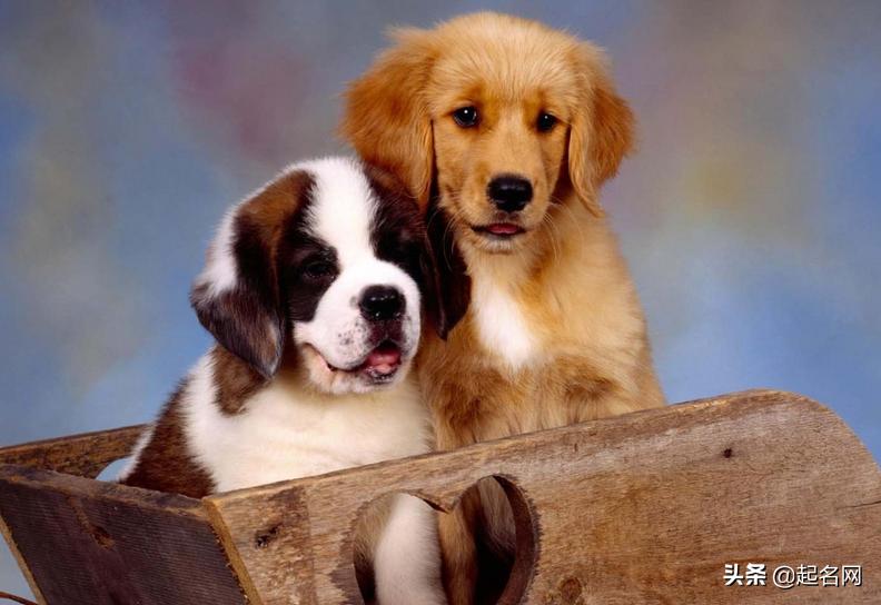 好听又好记的宠物名,有哪些可爱的宠物名