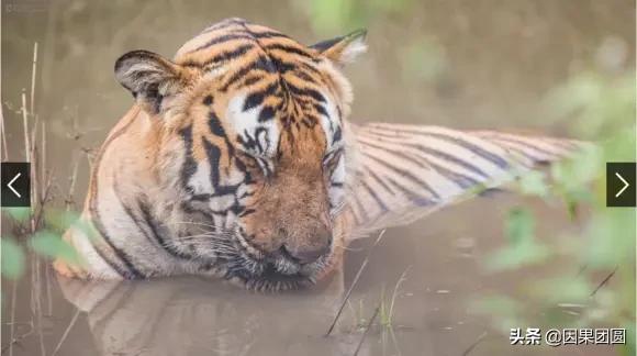 虎王拉贾孩子,虎王拉贾儿子怎么死的