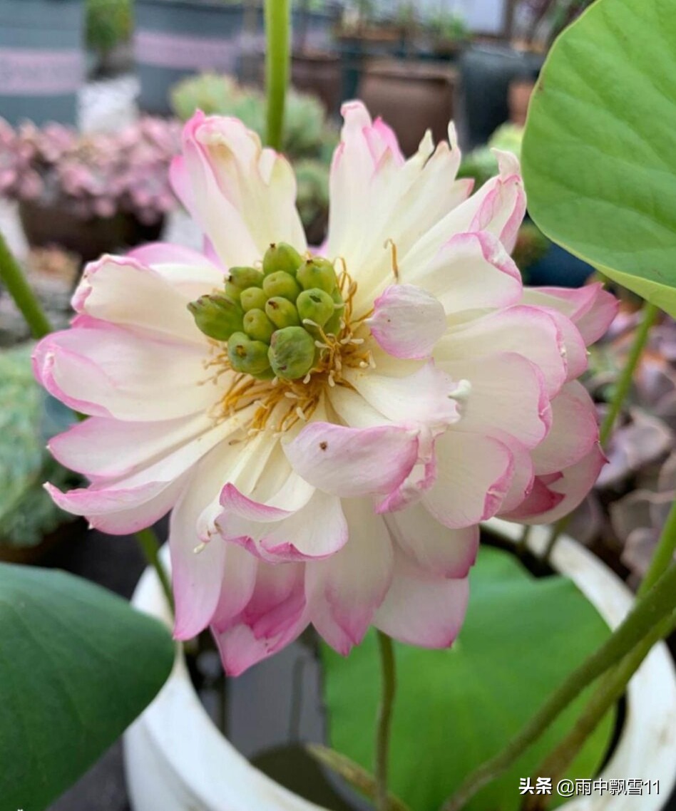 如何正确养碗莲才能让碗莲开花,碗莲怎么养才不烂叶子